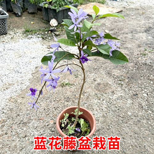 泰国兰花藤大叶阳台爬藤盆栽