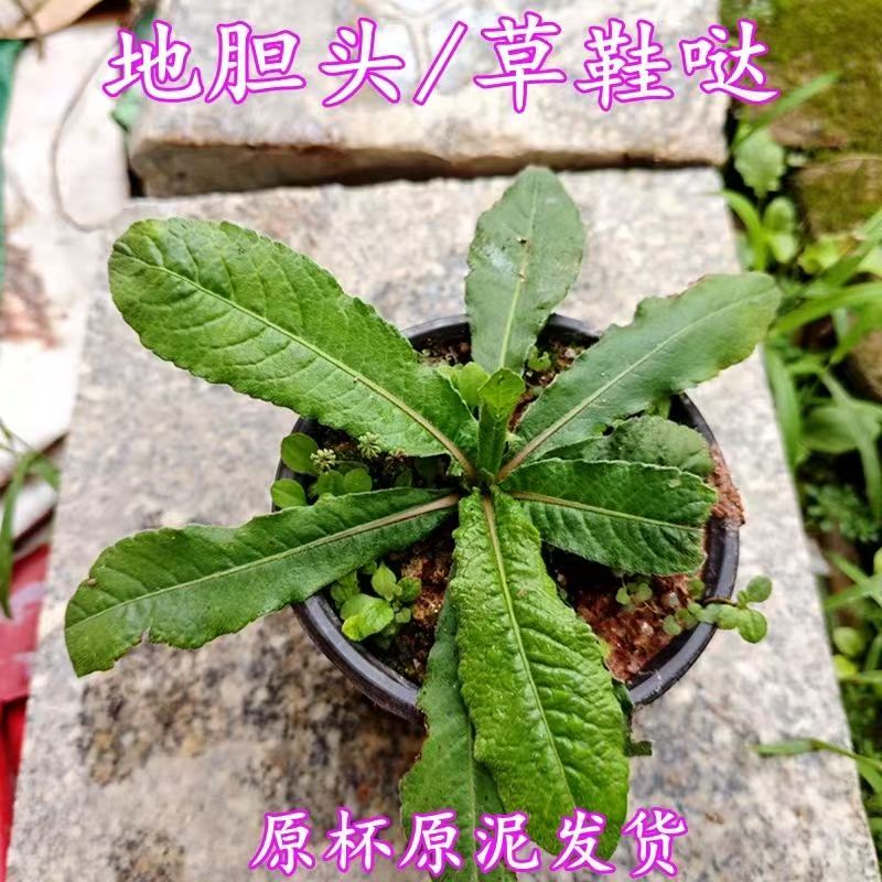 地胆头地胆草种苗可食用花卉植物名贵中草药苗天然欣赏盆栽种植苗