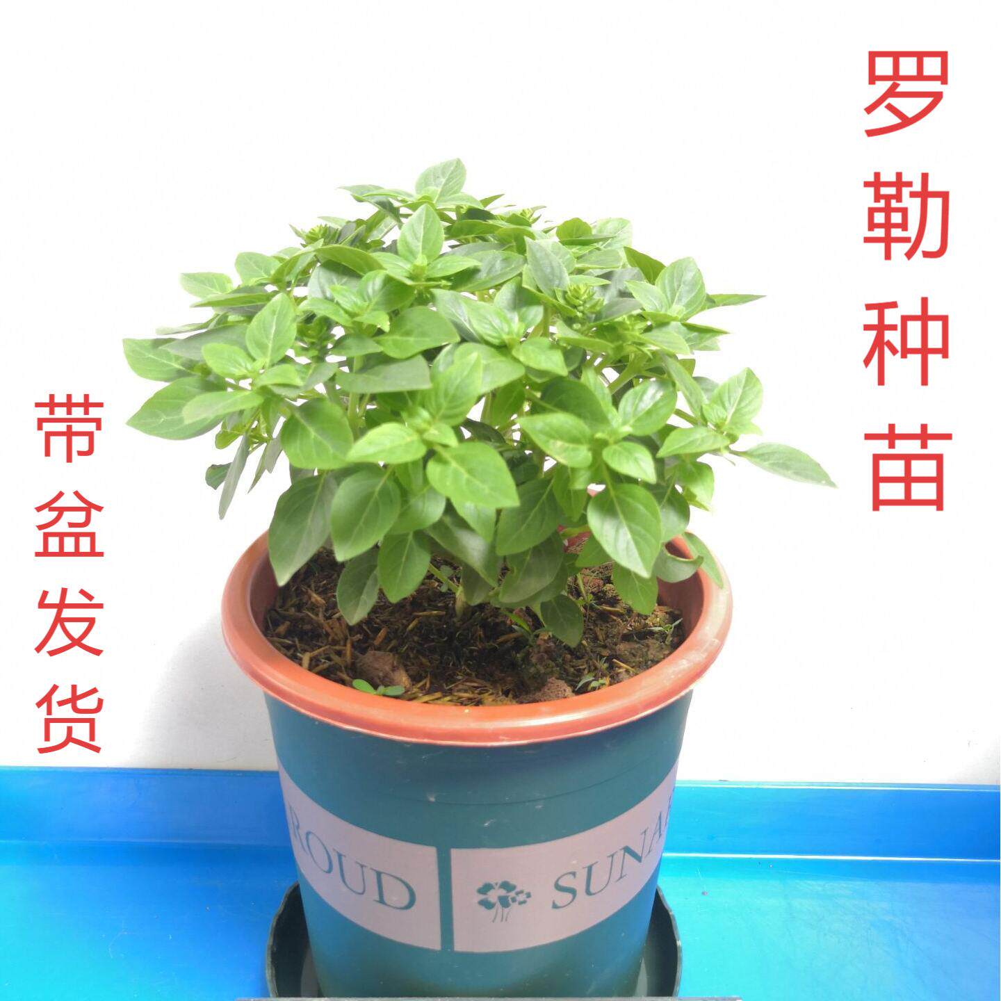 罗勒九层塔盆栽可食用大叶室内庭院大苗薄荷金不换迷迭香驱蚊植物
