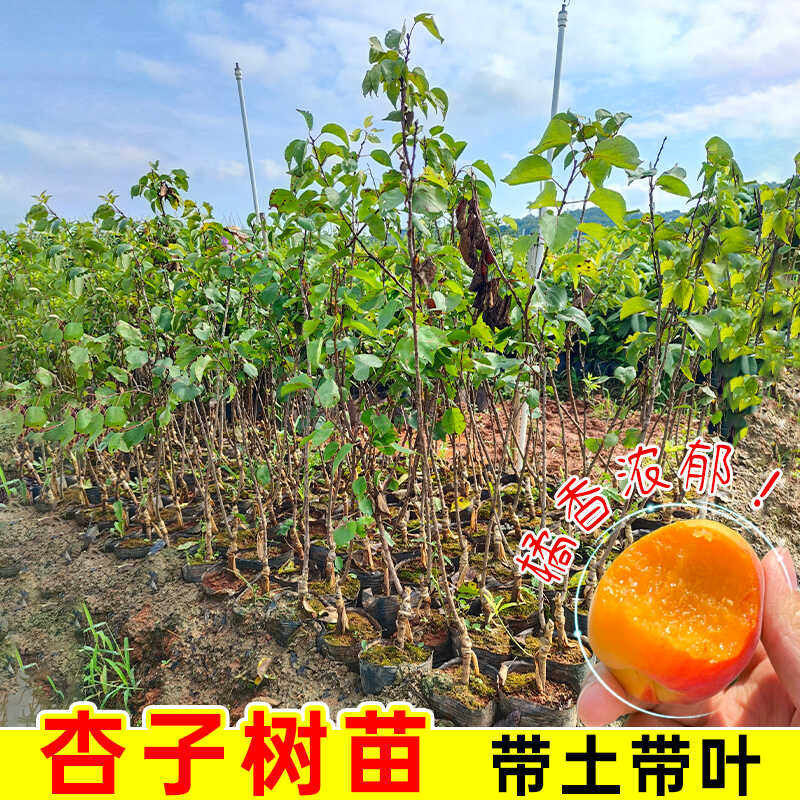 嫁接杏树苗庭院果树特大早熟杏子苗果树活苗南方北方种植当年结果