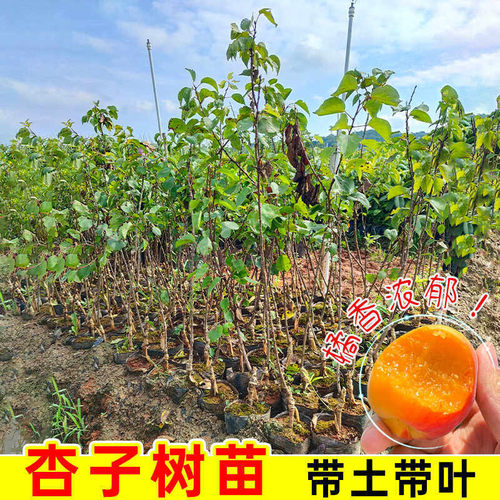 嫁接杏树苗庭院果树特大早熟