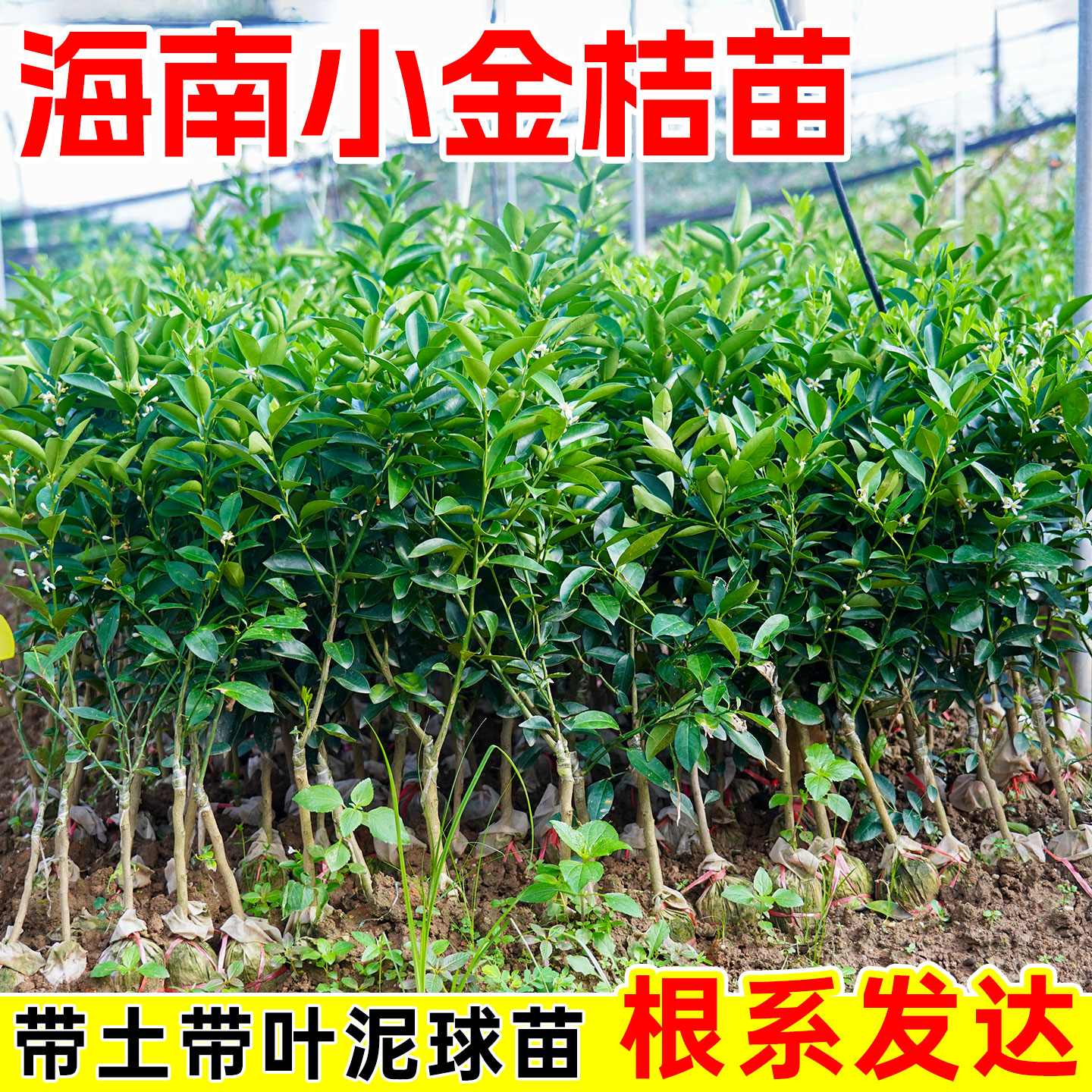 海南小柠檬树苗嫁接四季小青桔