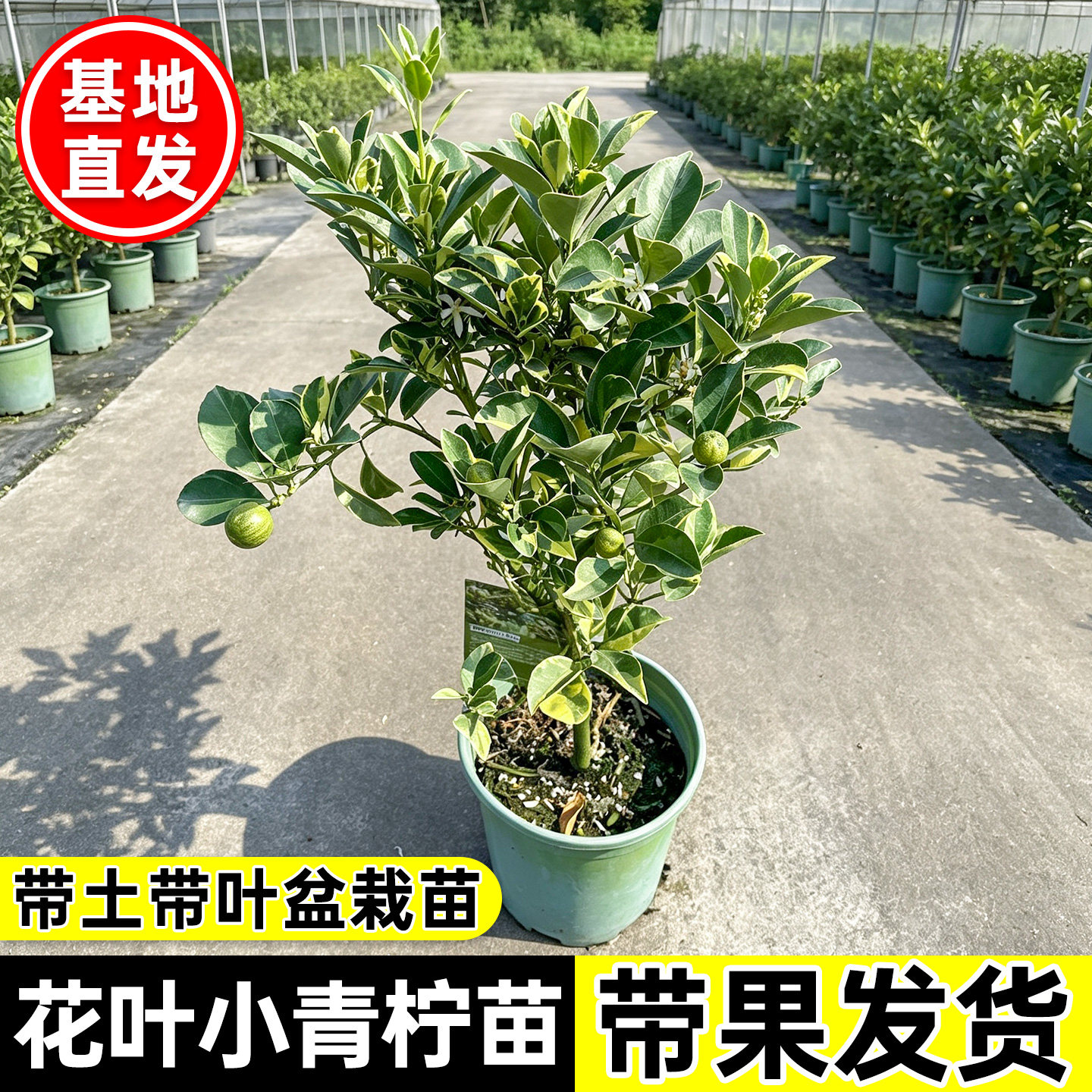 泰国花叶青柠海南小青桔树苗盆栽可食用桔橘开花阳台庭院青桔柠檬