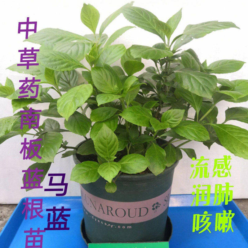 南板蓝根根苗中草药板蓝根秧苗大叶板蓝根庭院田园植物苗药食两用