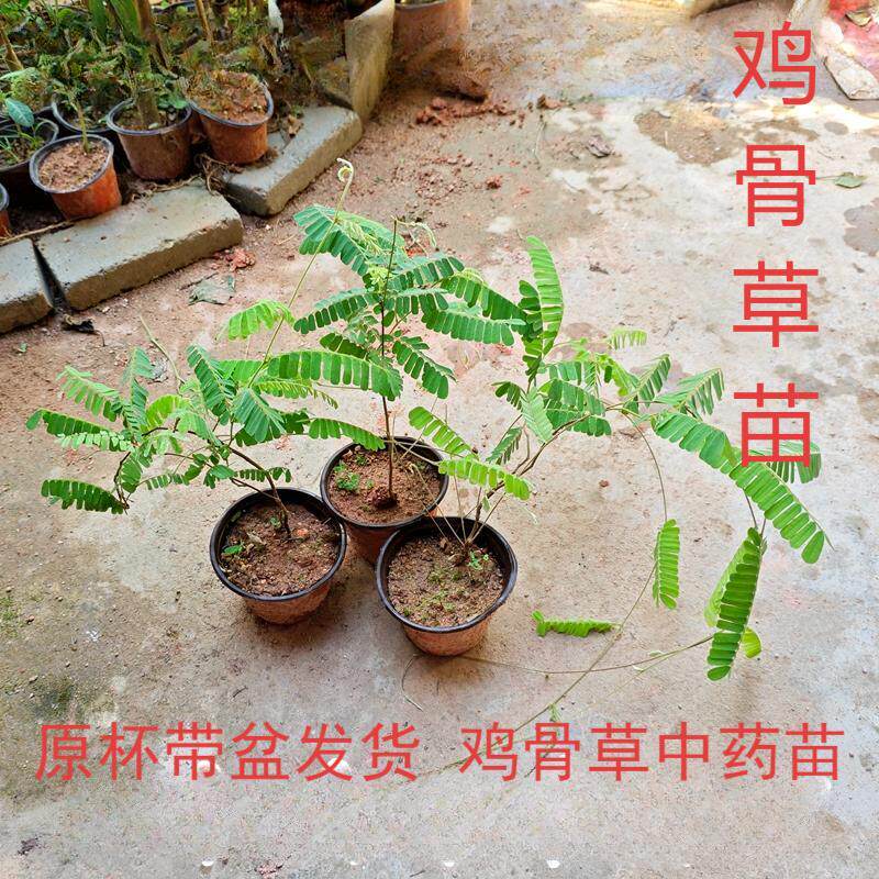 鸡骨草苗盆栽中草药绿植药材苗红母草苗可食用大黄草好养植物耐热