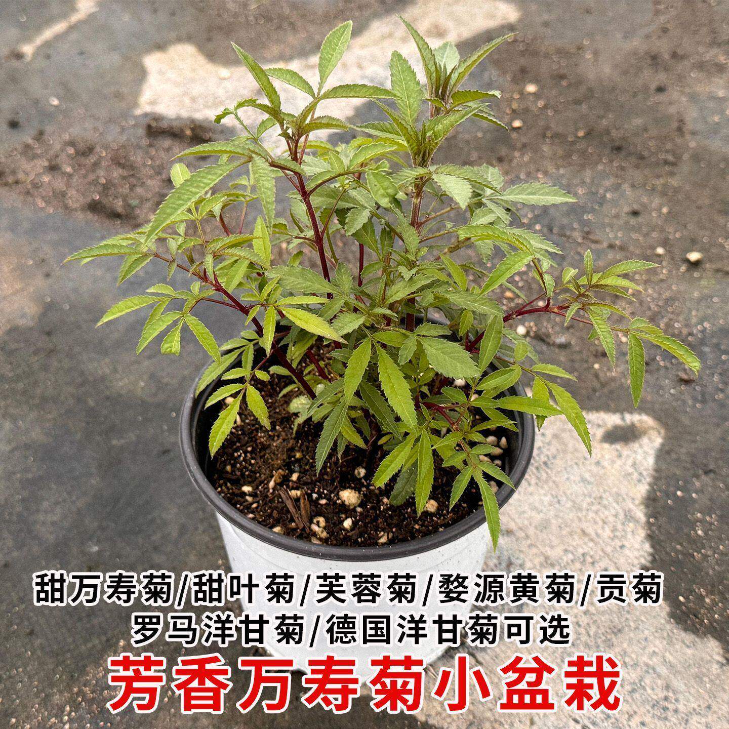 芳香万寿菊药用中草药盆栽芙蓉菊德国洋甘菊庭院阳台盆栽地栽绿植