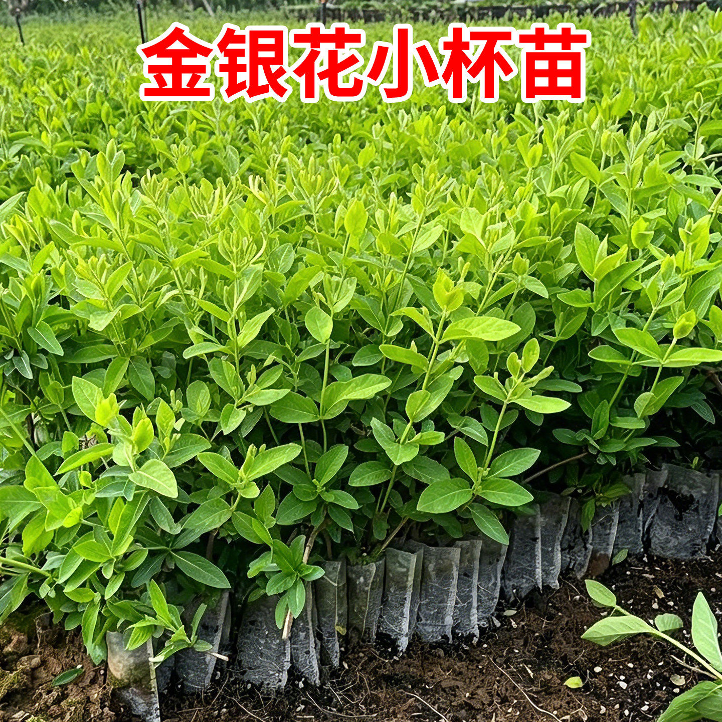 金银花树苗盆栽爬藤开花四季