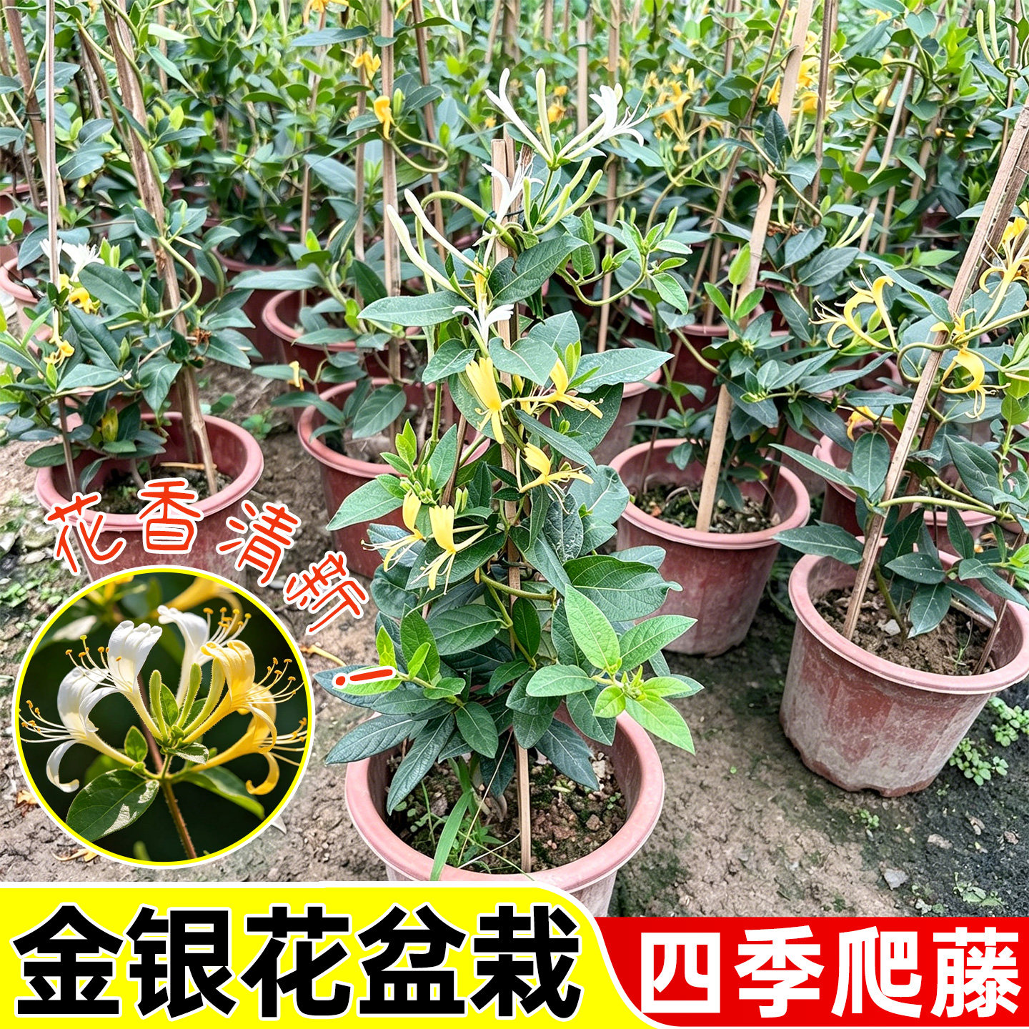 金银花苗爬藤植物绿植盆栽地栽四季开花绿植耐寒好养植物庭院植物
