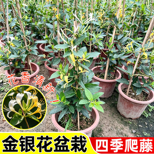 金银花苗爬藤植物绿植盆栽地栽四季开花绿植耐寒好养植物庭院植物
