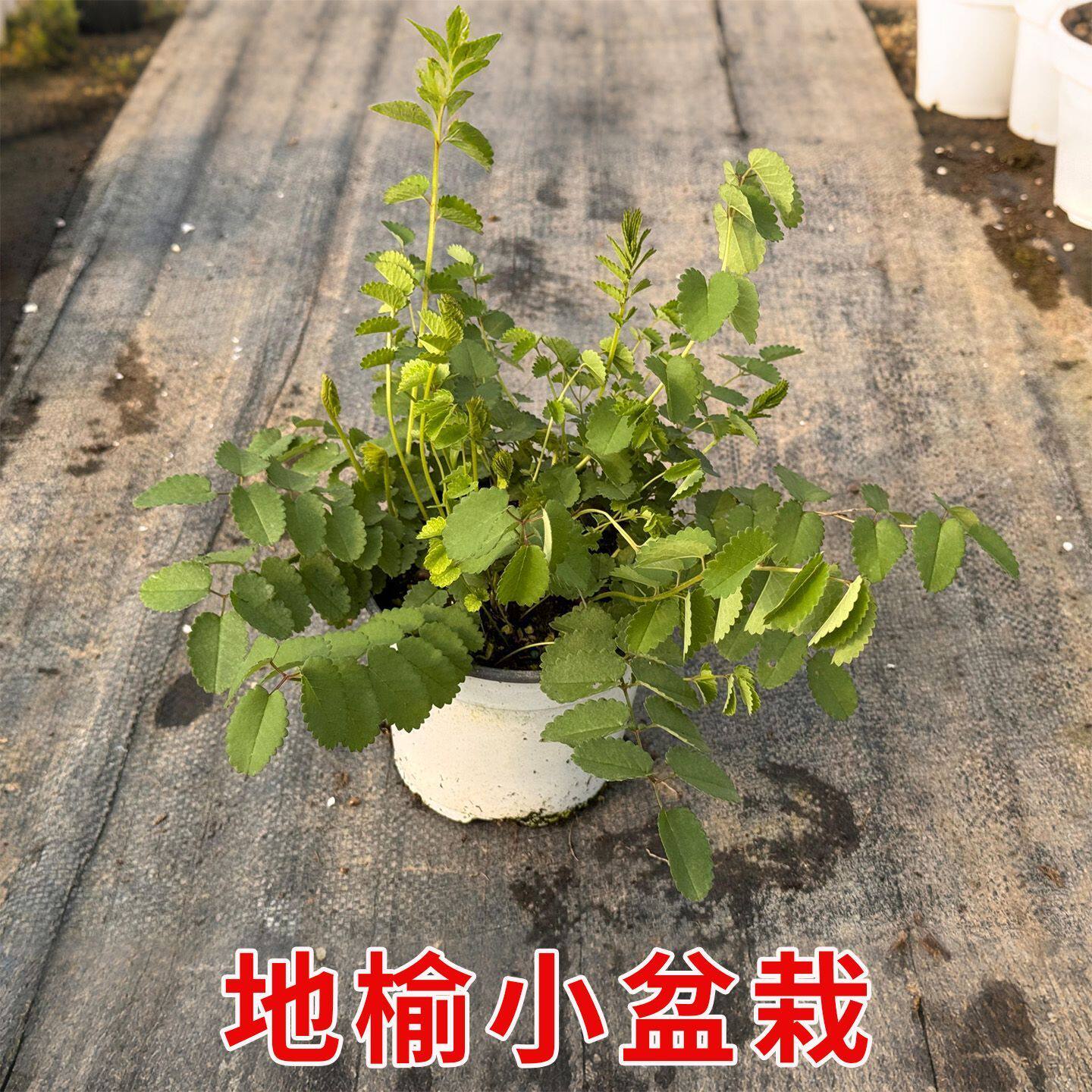 地榆盆栽苗新鲜活苗药用花卉中草药庭院绿化清热解毒猪懒人血箭草