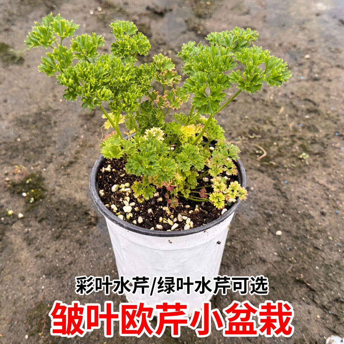 彩叶水芹可食用多年生香草蔬菜绿叶水芹皱叶欧芹植物食用盆栽装饰