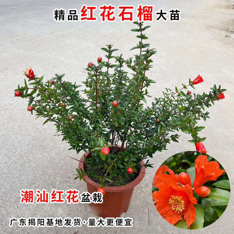 石榴花盆栽苗潮汕红花苗石榴花苗红花石榴花苗果树苗庭院阳台绿植