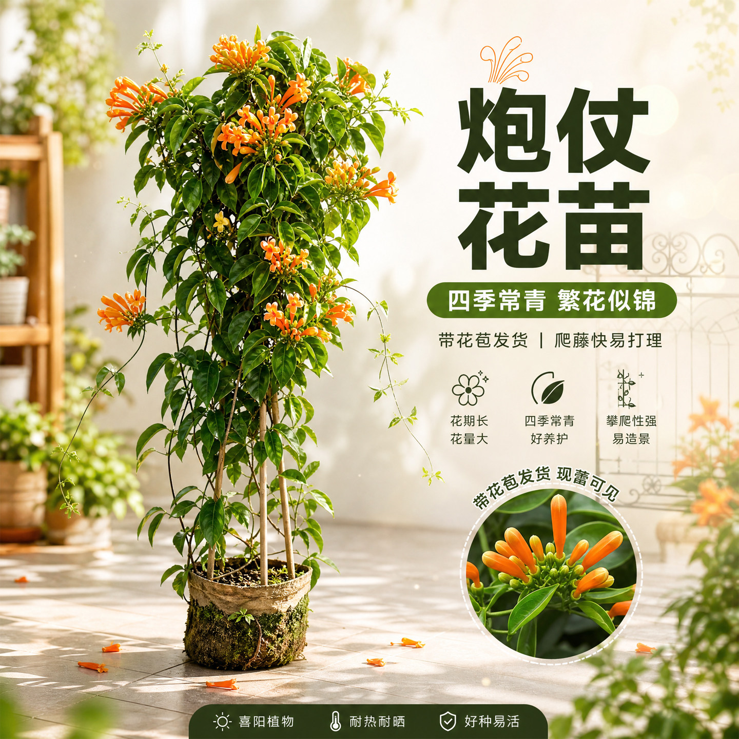 炮仗花苗爬藤植物常青鞭炮花苗大苗花苗攀援花卉红爆竹花围墙花苗