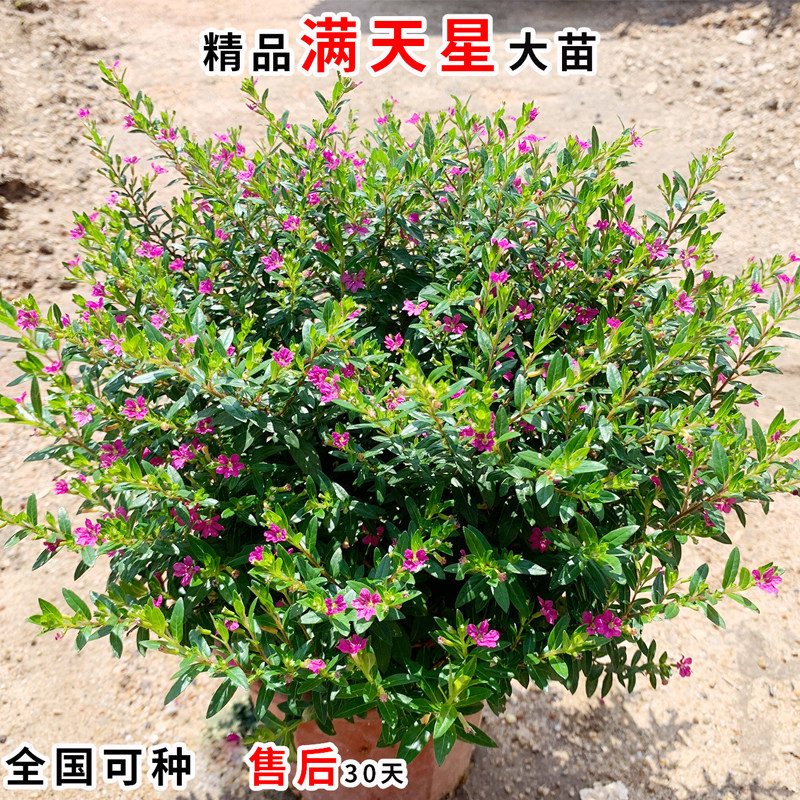 满天星盆栽带花苞四季开花室内外阳台庭院特色花卉绿植满天星绿植