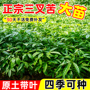 三叉苦树苗三桠苦树苗三丫苦小黄散三枝枪鸡骨树苗三丫苦叶子植物