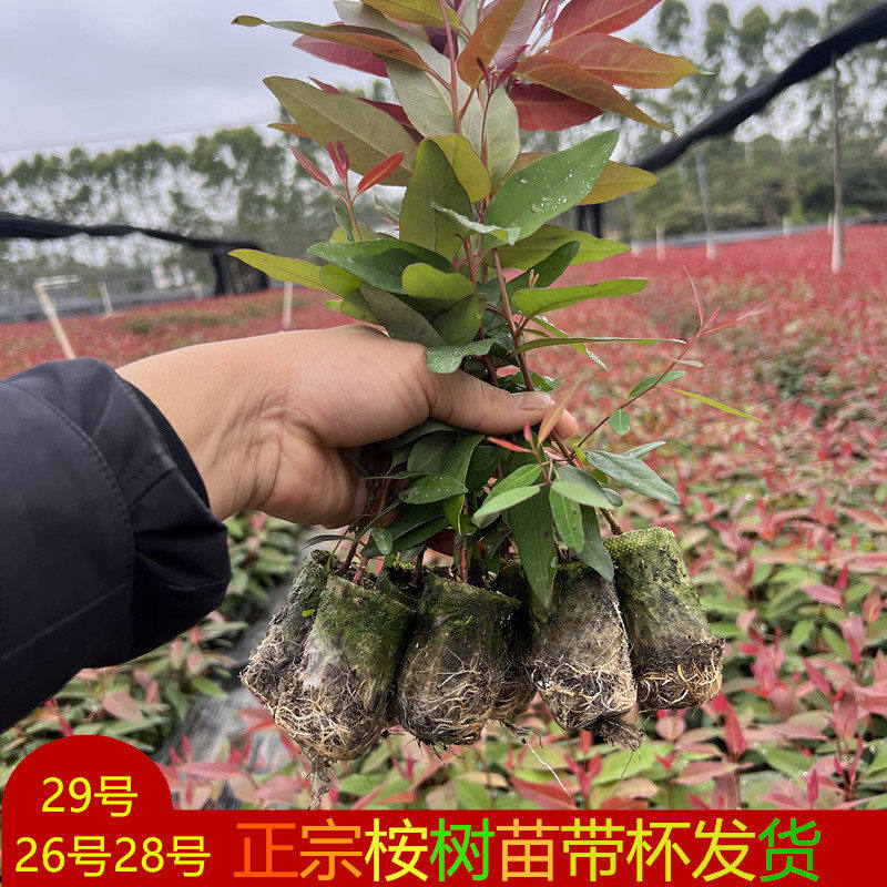 桉树苗速生桉生长快的树桉树树苗地栽绿化树苗柠檬桉树地栽小苗