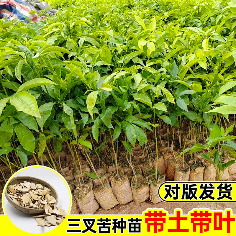 三叉苦树苗三桠苦树苗三丫苦小黄