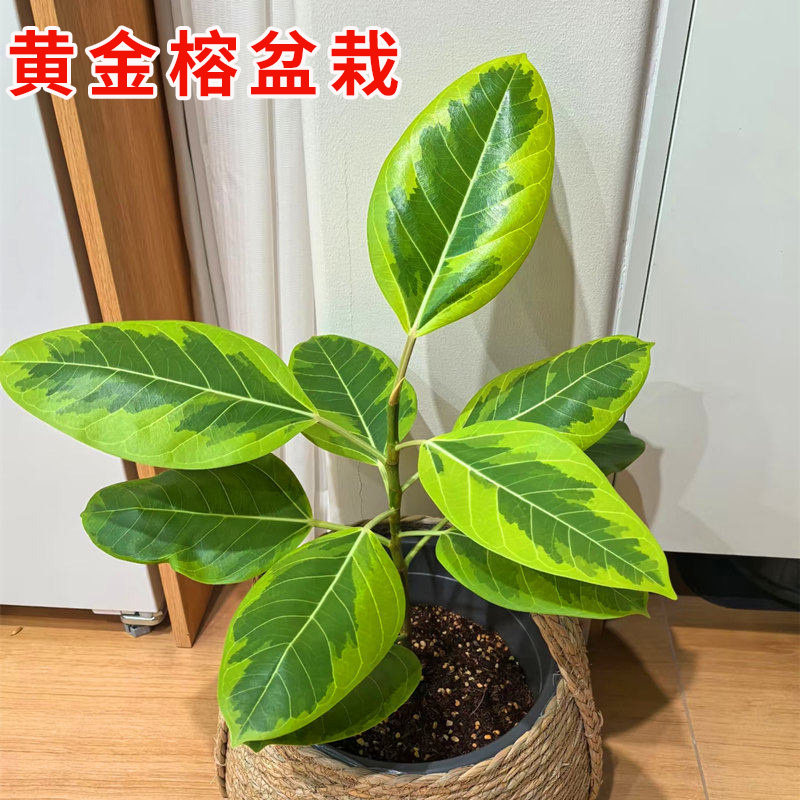 黄金榕盆栽黄金榕树苗客厅阳台庭院种植绿植花卉基地直发带土带叶