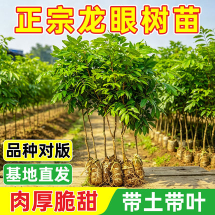 龙眼树苗嫁接盆栽地栽树苗储良石硖四季龙眼南方四季种植当年结果