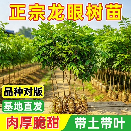 龙眼树苗嫁接盆栽地栽树苗储良石硖四季龙眼南方四季种植当年结果