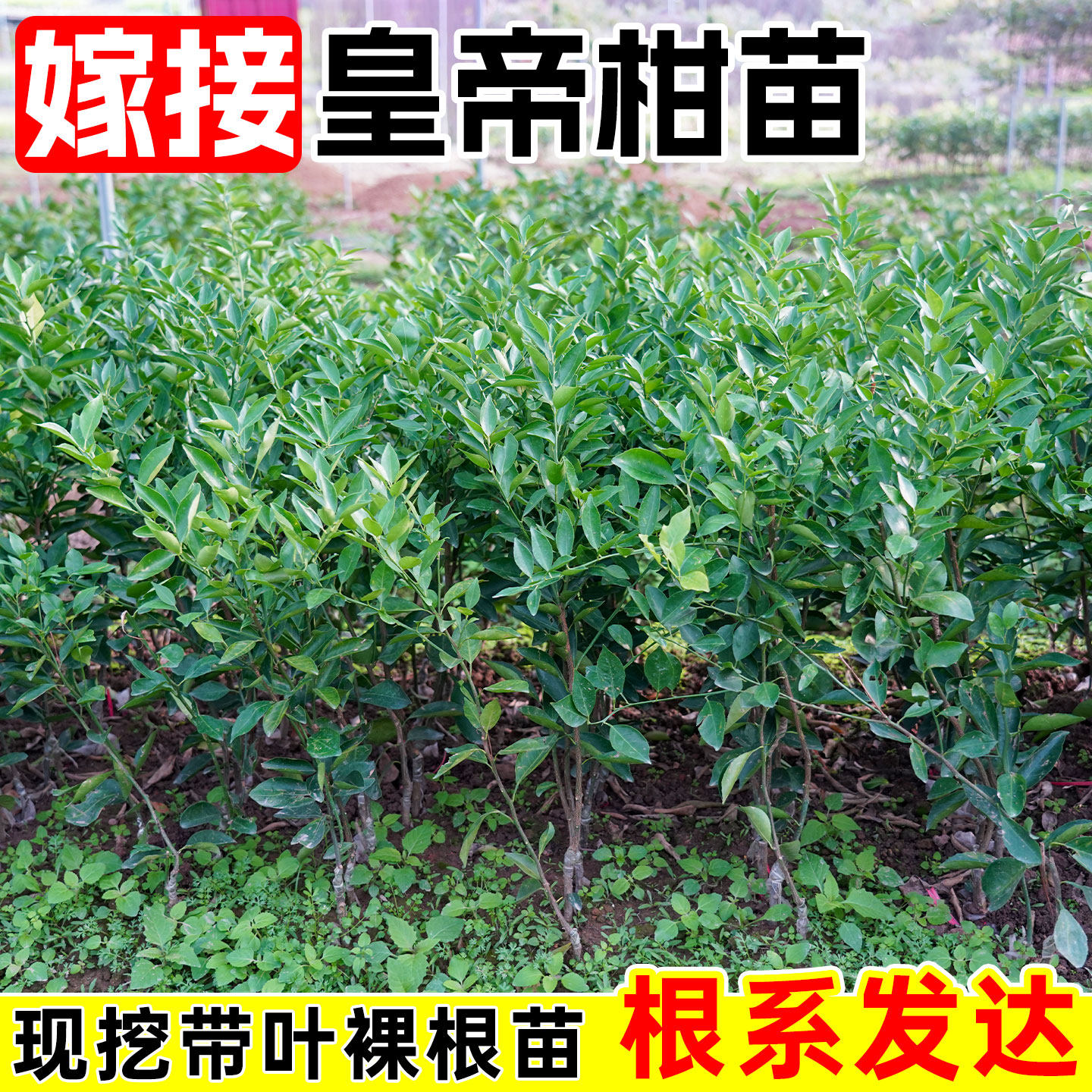 嫁接皇帝柑树苗广西贡柑果树苗裸根带叶橘子果树苗柑橘苗基地直发