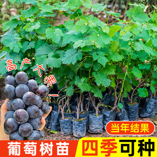 巨峰葡萄苗阳光玫瑰果树苗盆栽地栽南北方种植夏黑提子藤苗带土叶