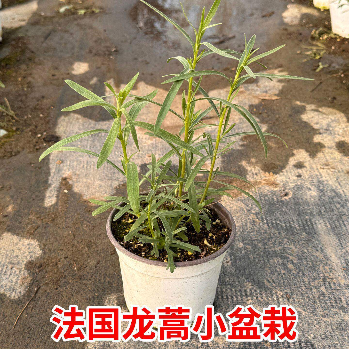 法国龙蒿可食用多年生香草植物盆栽狭叶青蒿西餐香料海鲜烹饪调味