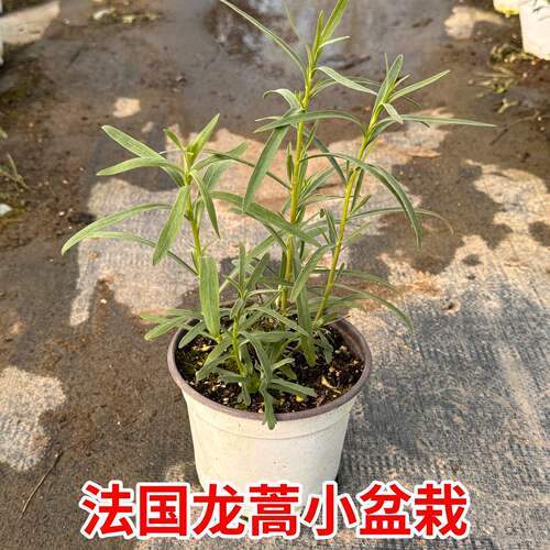 法国龙蒿可食用多年生香草植物盆栽狭叶青蒿西餐香料海鲜烹饪调味