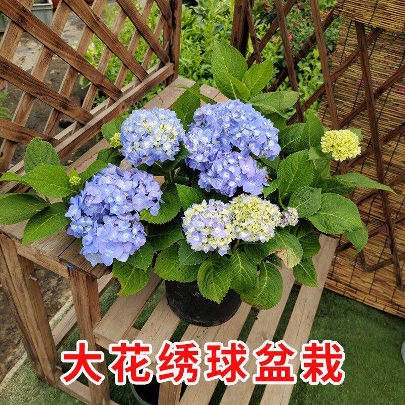 大花绣球蓝色无尽夏八仙花盆栽花苗带花地栽花镜植物带花发货大盆