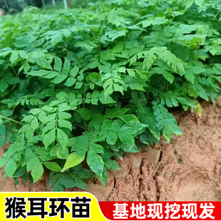 猴耳环药材苗广西围涎树三角青神仙草洗头树种苗正宗基地带土发货