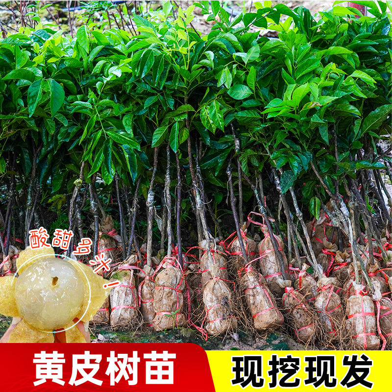 黄皮树苗带土带叶包成活