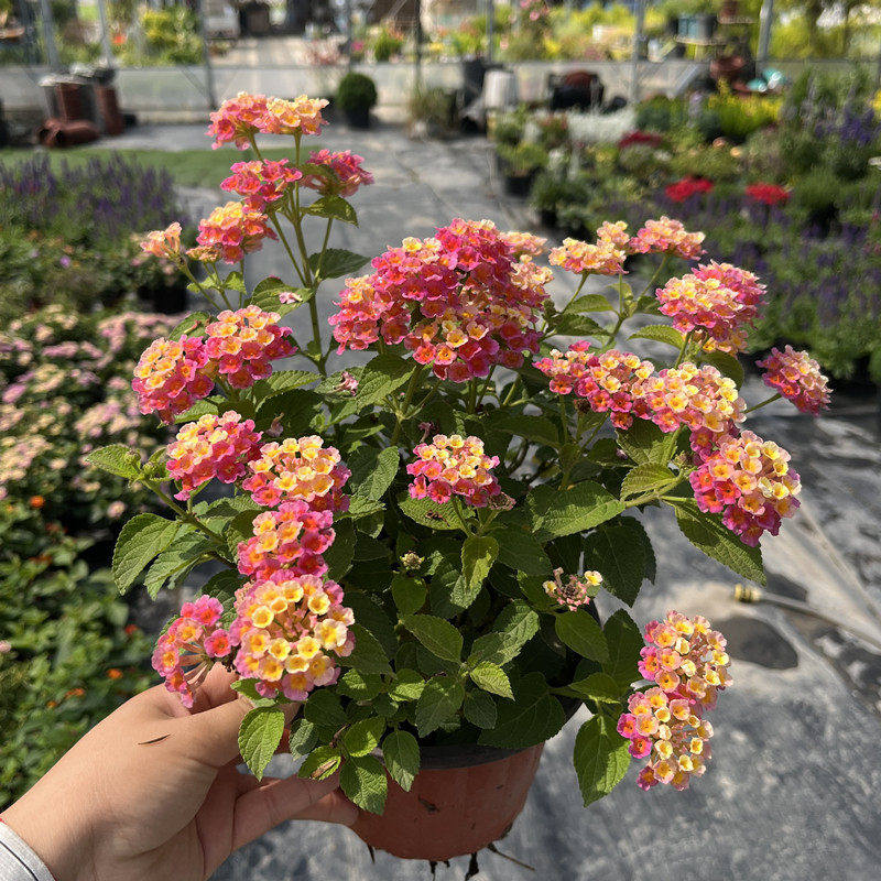 五色梅花卉盆栽庭院花园植物马缨丹耐热耐晒花开不断花期长易种植