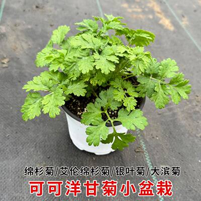 棉杉菊盆栽银叶菊大滨菊除虫菊耐寒耐热多年生可可洋甘菊香草植物
