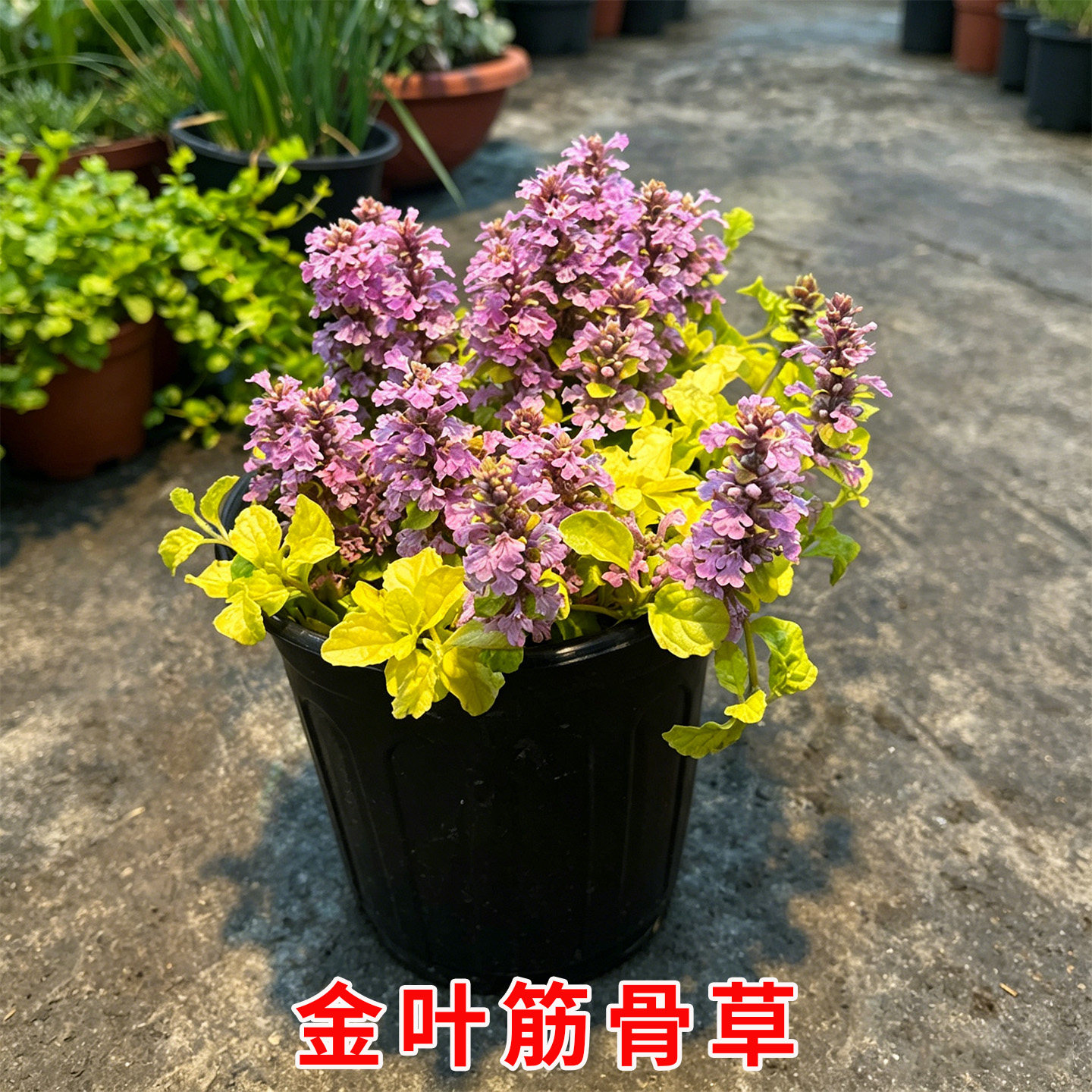 金叶筋骨草黄金灯盆栽庭院阳台多年生花镜宿根地被姬十二筋骨草花