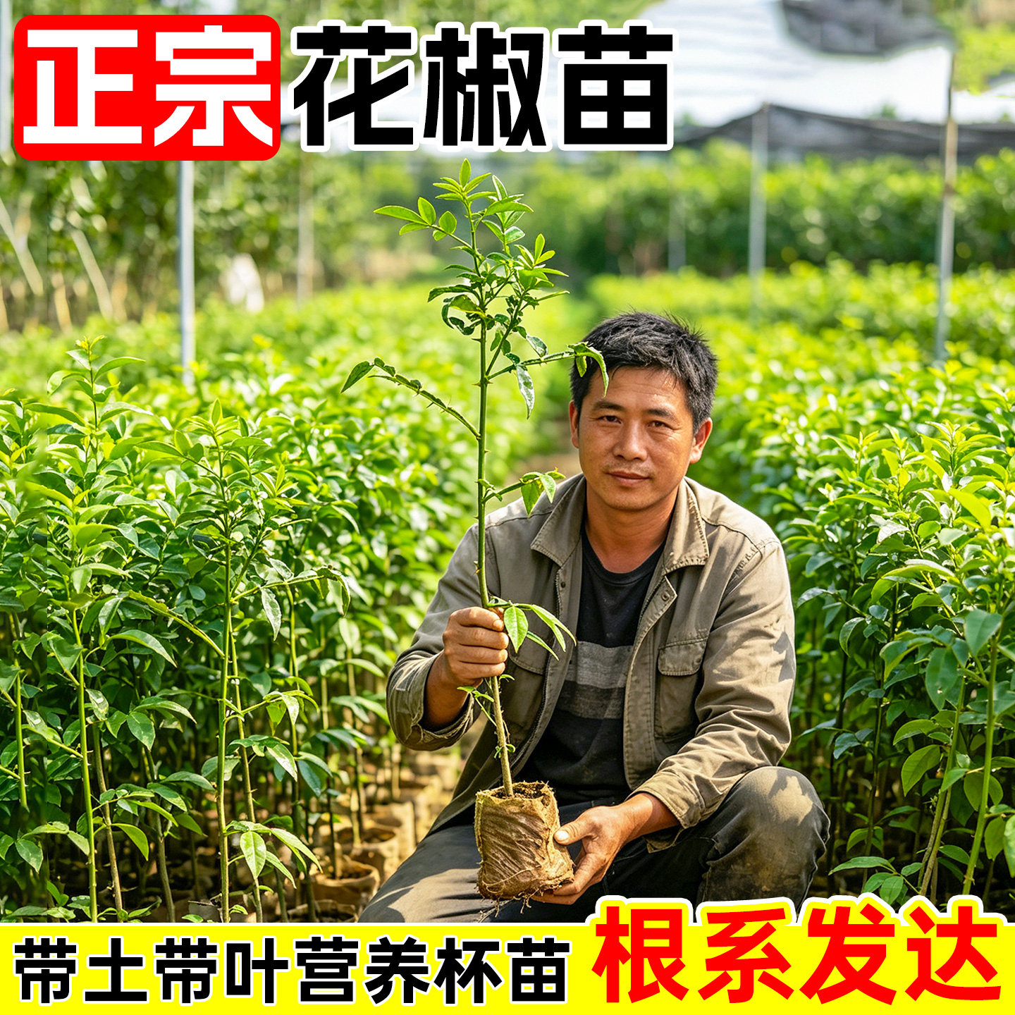 正宗九叶青花椒树苗藤椒苗绿花椒麻椒苗大红袍花椒食用苗地栽耐寒图片