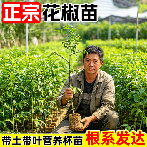 正宗九叶青花椒树苗藤椒苗绿花椒麻椒苗大红袍花椒食用苗地栽耐寒