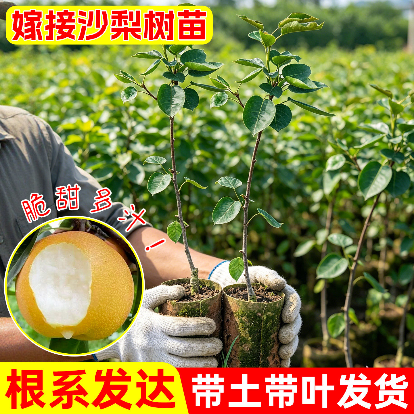 沙梨树苗带土带叶庭院