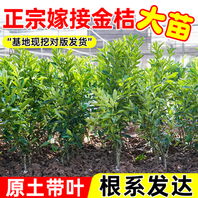 脆皮金桔树苗带土带叶嫁接高产