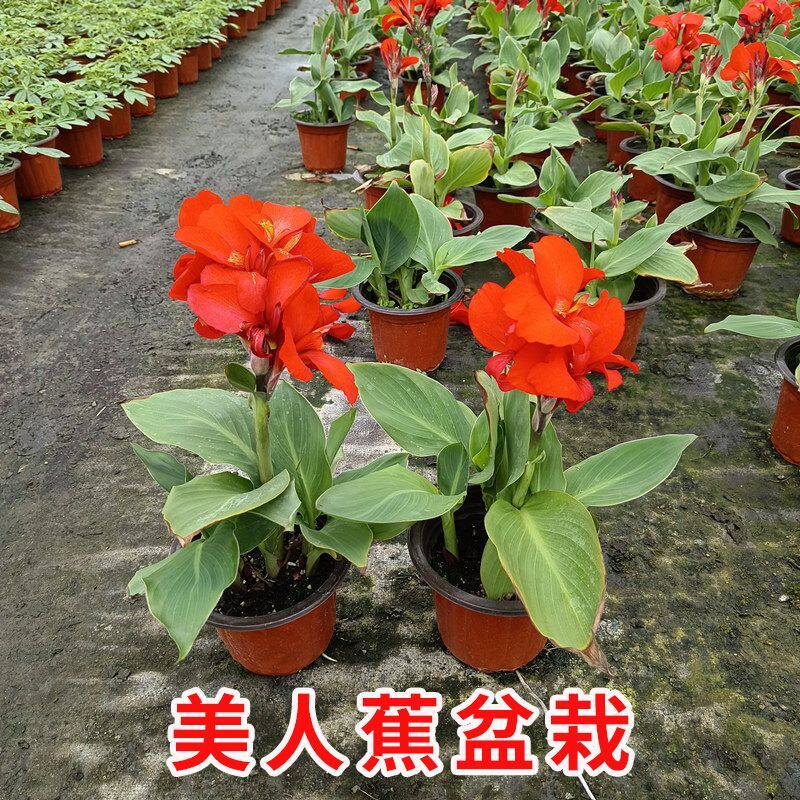 大花美人蕉花苗盆栽带花花园花镜阳台花叶造景搭配多年生观花植物