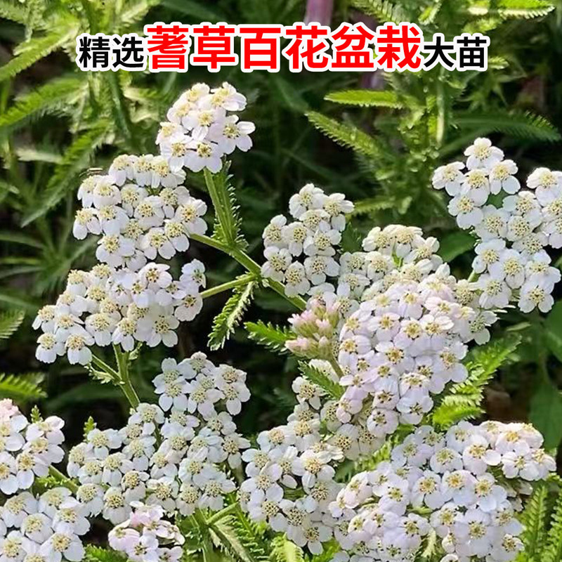 云南蓍草百花盆栽千叶蓍草千叶百花盆栽蜈蚣蒿据草飞天蜈蚣草绿植