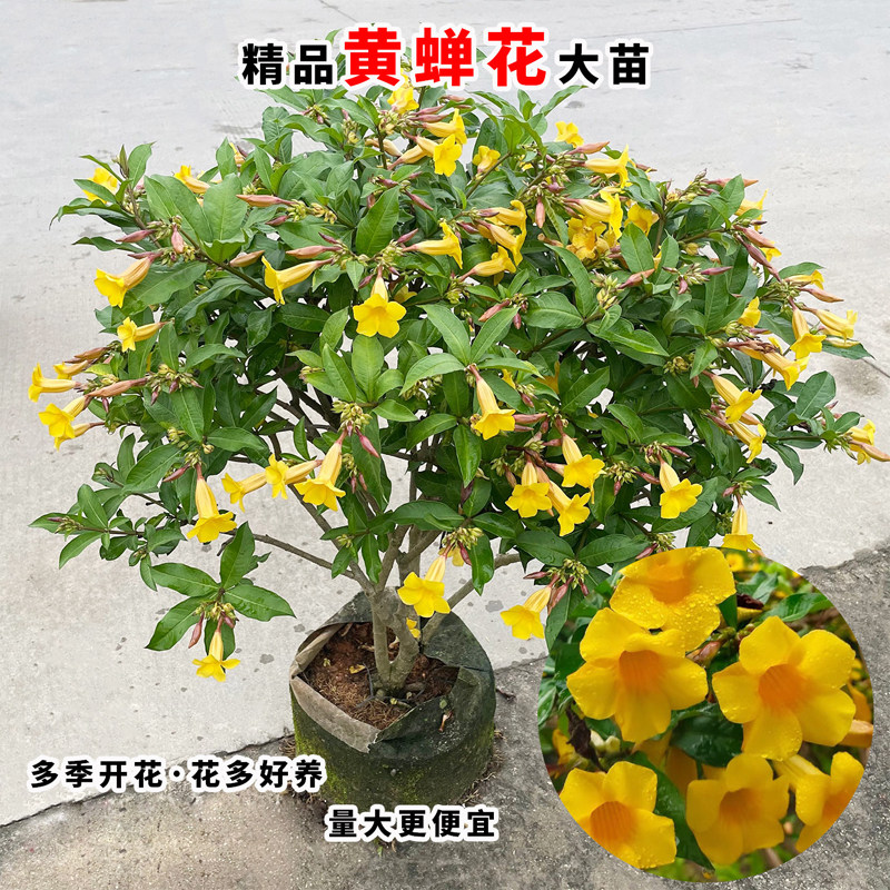 金蝉花黄蝉花盆栽喜阳植物花卉阳台庭院四季种植常绿公园绿化植物