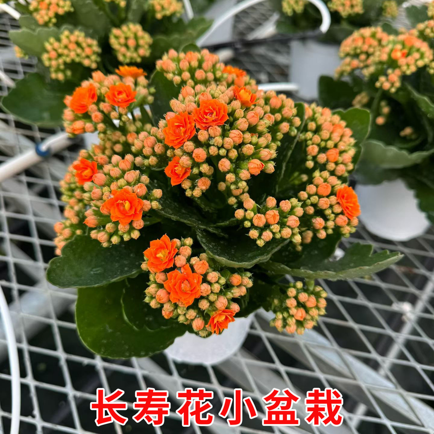 长寿花重瓣花卉成品盆栽带花苞客厅办公室内植物净化空气基地直发