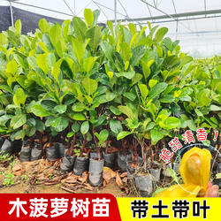 菠萝蜜树树苗嫁接泰国红肉干苞海南四季榴莲蜜木菠萝蜜果树苗庭院
