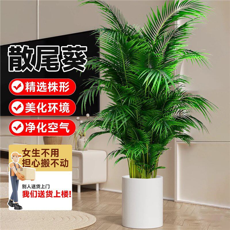 散尾葵植物盆栽客厅大型绿植办公室内高级感凤尾竹四季常青天堂鸟