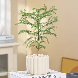 圣诞树南洋杉盆栽平安夜礼物办公室内桌面氛围感好养绿植创意送礼