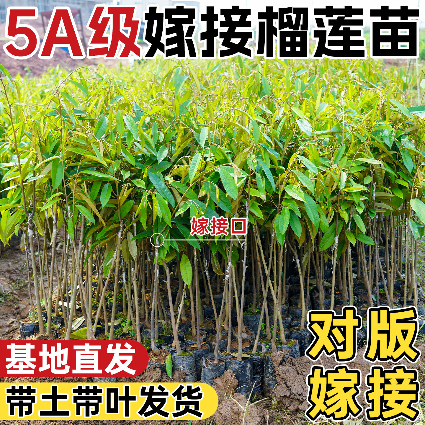 正宗嫁接榴莲树苗南适栽多方式