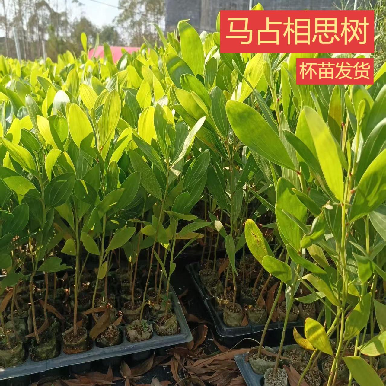 马占相思苗大叶速生苗盆栽