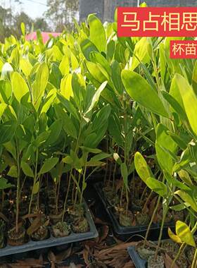 马占相思苗大叶速生苗盆栽