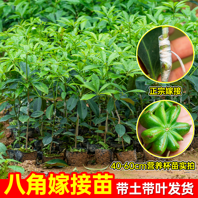 大红八角树苗广西八角苗香料矮化古龙嫁接新鲜罗马大料八角嫁接苗