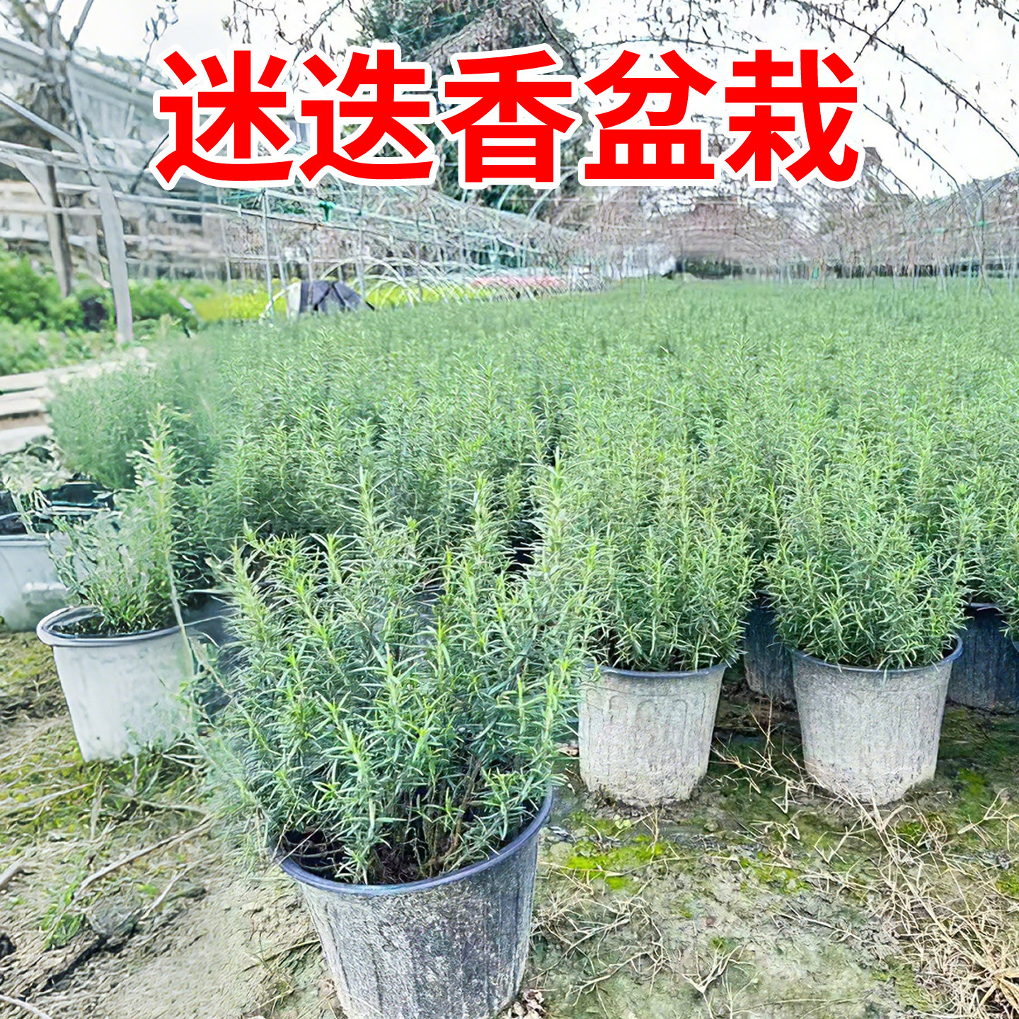 迷迭香苗盆栽可食用驱蚊牛排香料植物庭院室内绿植四季可种易成活